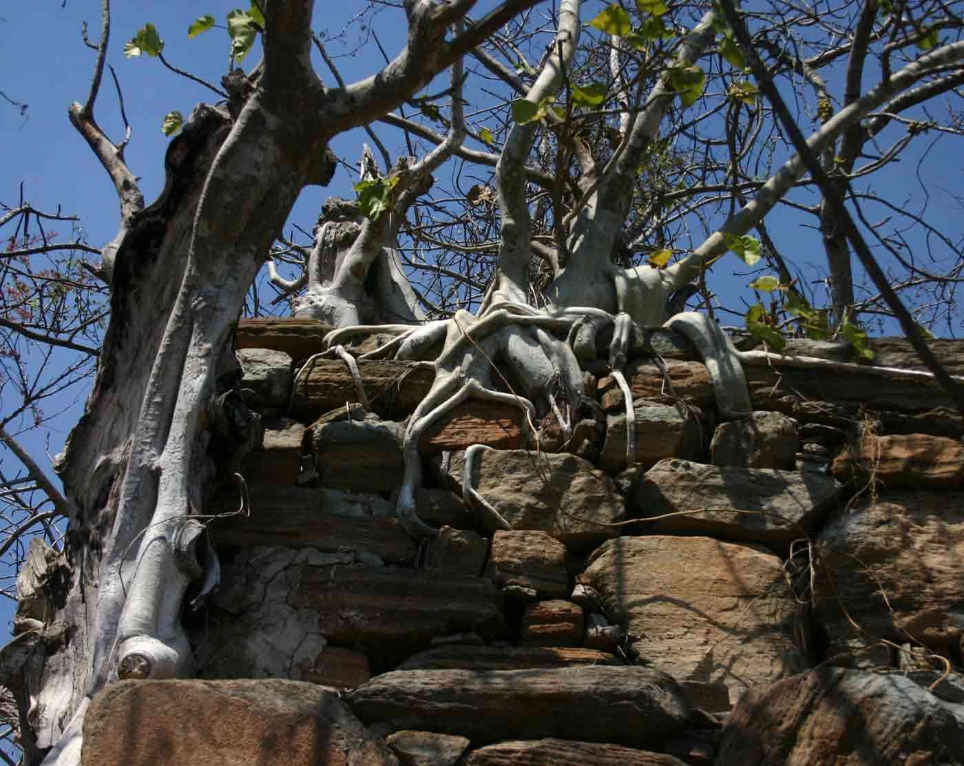 Image of Large-leaved rock fig