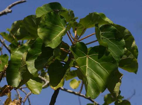 Image of Large-leaved rock fig