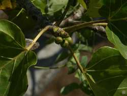 Image of Large-leaved rock fig