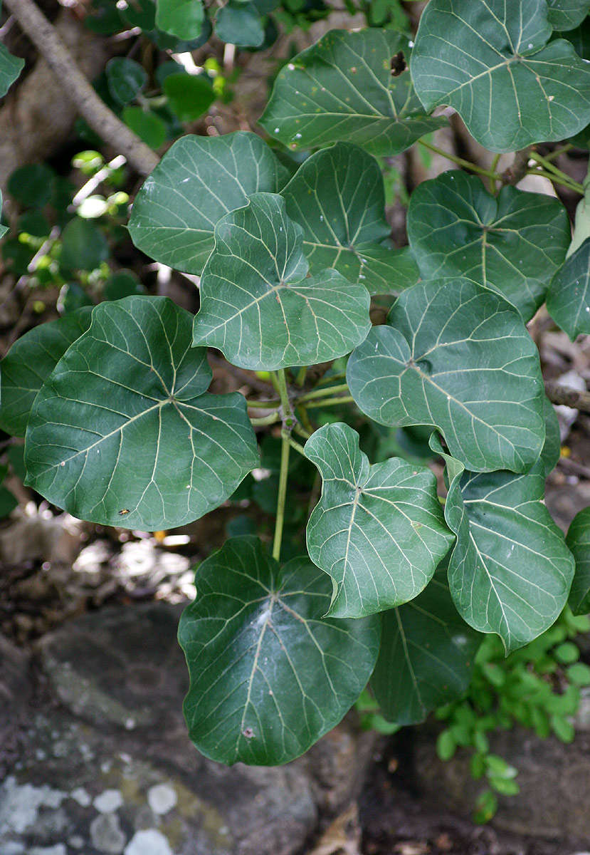 Image of Large-leaved rock fig