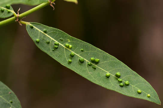 Imagem de Ficus capreifolia Del.