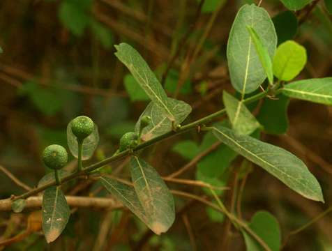 Imagem de Ficus capreifolia Del.