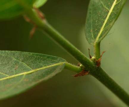 Imagem de Ficus capreifolia Del.