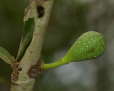 Imagem de Ficus capreifolia Del.