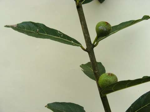 Imagem de Ficus capreifolia Del.