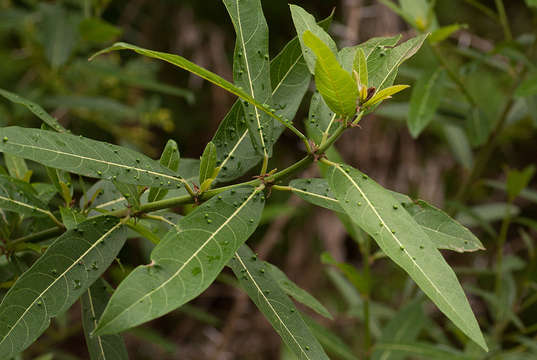 Imagem de Ficus capreifolia Del.