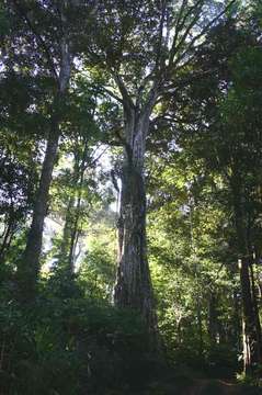 Ficus chirindensis C. C. Berg的圖片