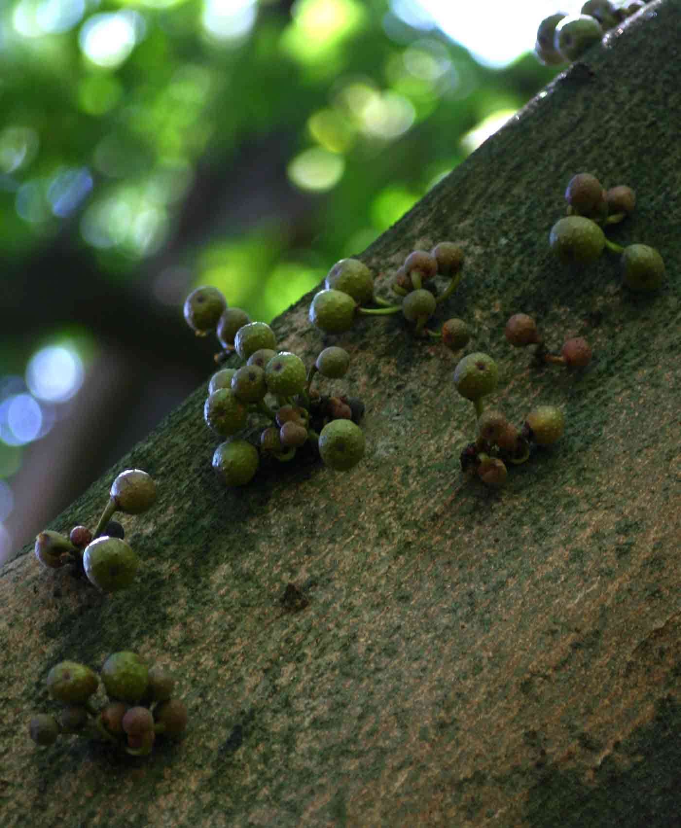 Ficus chirindensis C. C. Berg的圖片