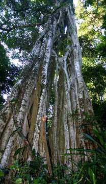 Image of Chirinda fig