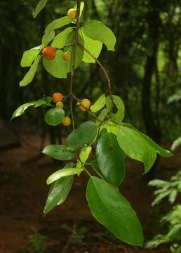 Ficus exasperata Vahl的圖片