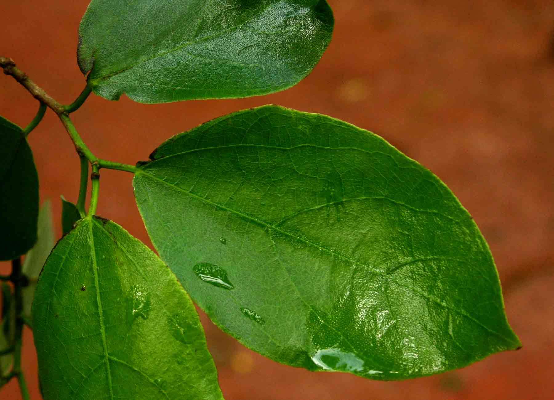 Image de Ficus exasperata Vahl