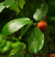 Image de Ficus exasperata Vahl