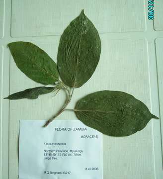 Imagem de Ficus exasperata Vahl