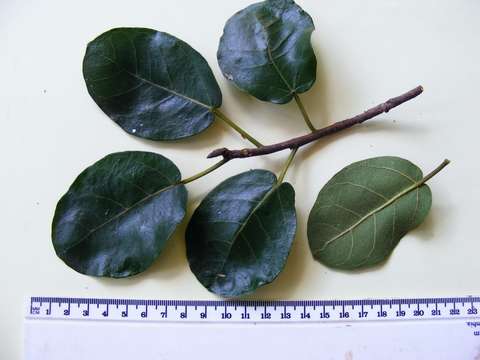 Imagem de Ficus glumosa Del.