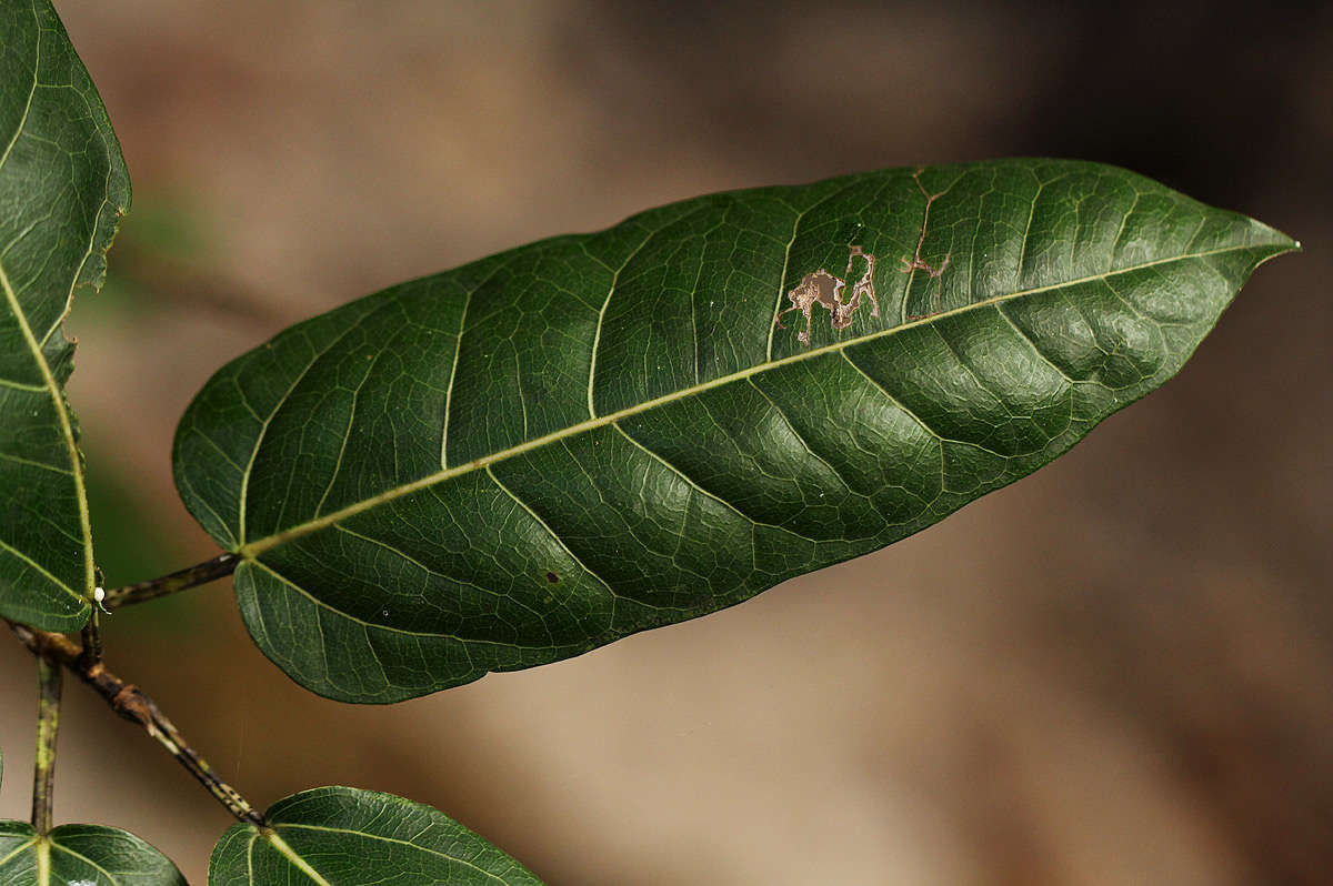 Слика од Ficus ingens (Miq.) Miq.