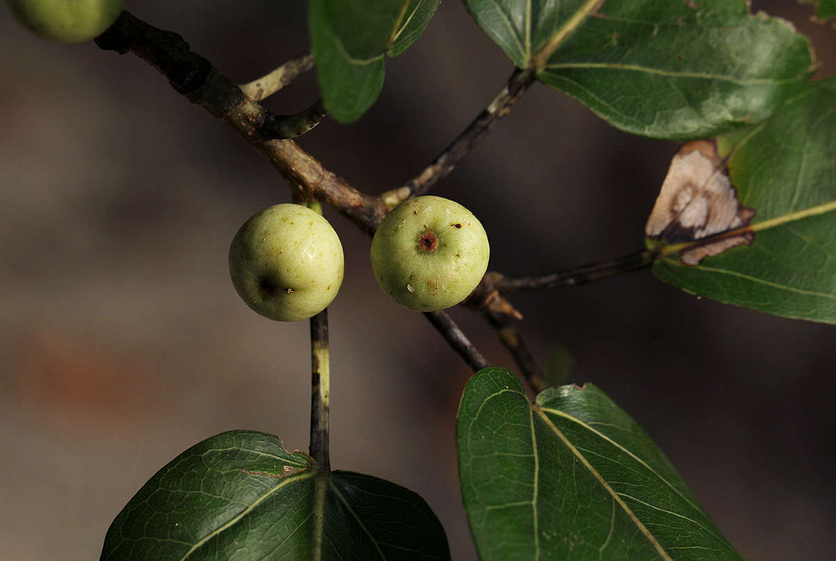 Слика од Ficus ingens (Miq.) Miq.