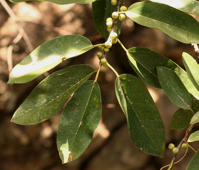 Слика од Ficus ingens (Miq.) Miq.