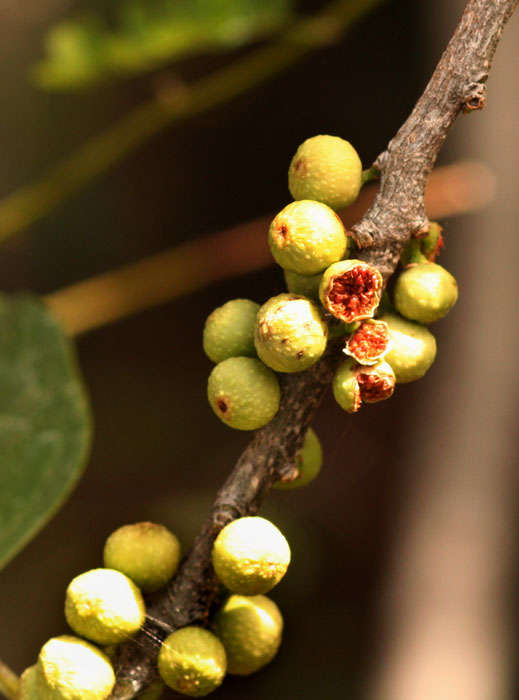 Слика од Ficus ingens (Miq.) Miq.