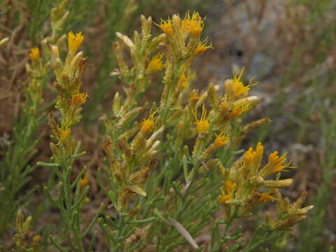 Image of green rabbitbrush