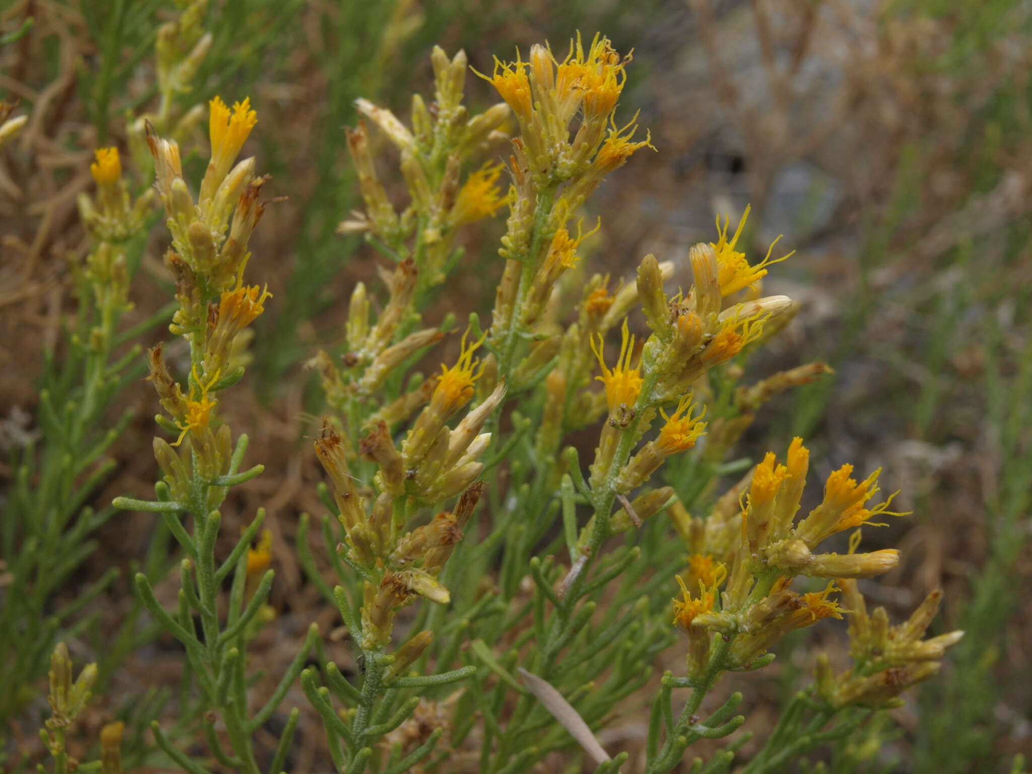 Ericameria teretifolia (Dur. & Hilg.) Jepson resmi