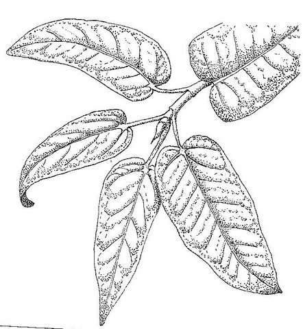 Слика од Ficus ingens (Miq.) Miq.