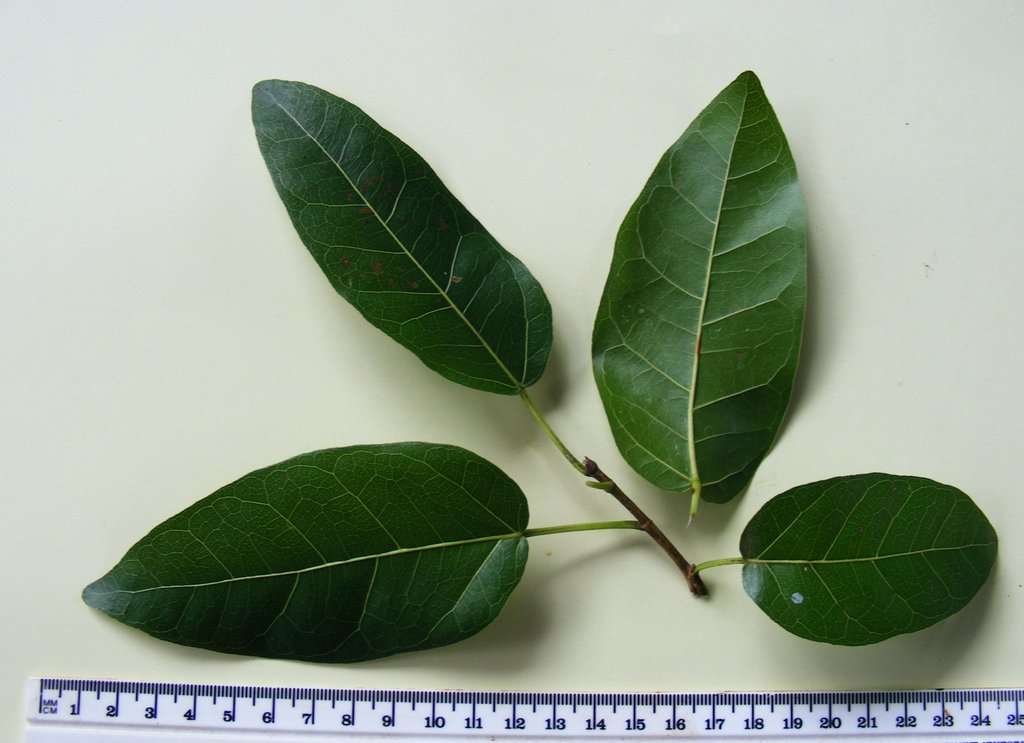 Слика од Ficus ingens (Miq.) Miq.