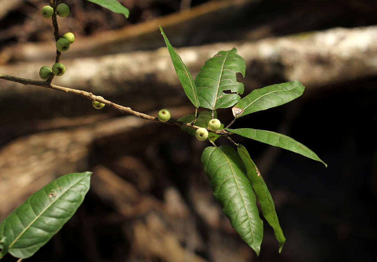 Слика од Ficus ingens (Miq.) Miq.