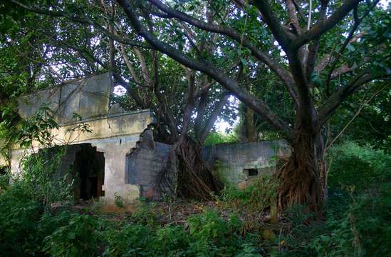 Image of Lagos rubbertree