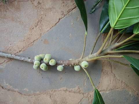 Image of Lagos rubbertree