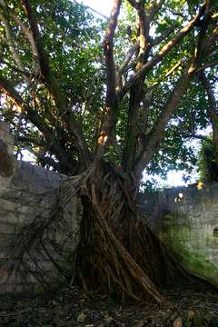 Image of Lagos rubbertree