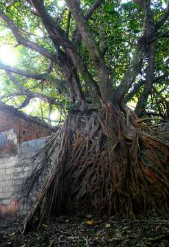 Image of Lagos rubbertree