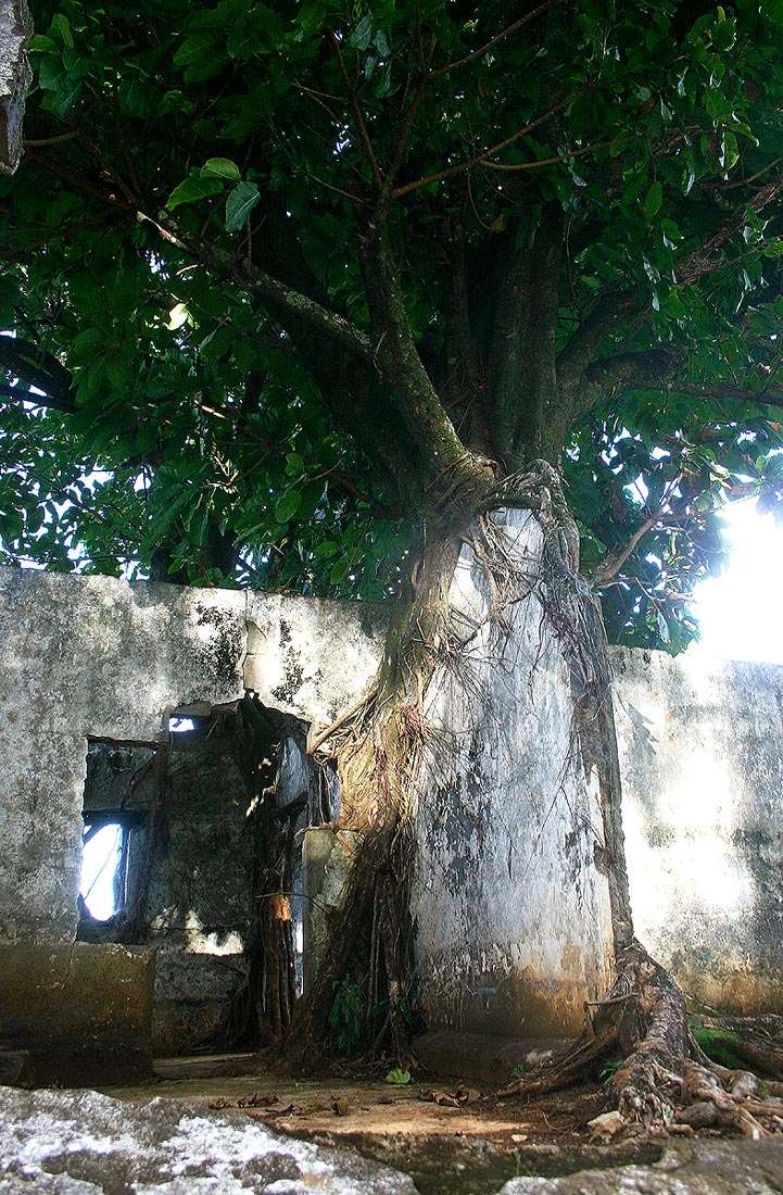 Image of Lagos rubbertree