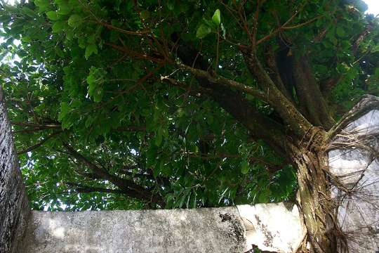 Image of Lagos rubbertree