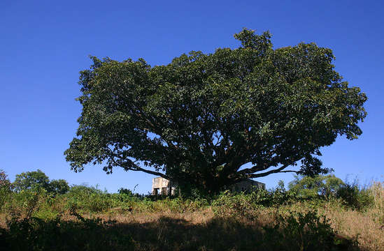 Image of Lagos rubbertree