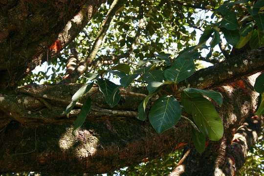 Imagem de Ficus lutea Vahl