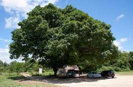 Image of Lagos rubbertree