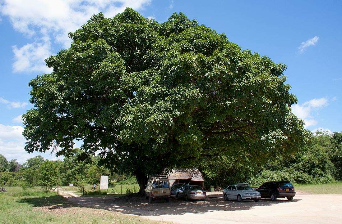 Image of Lagos rubbertree