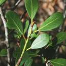 Sivun Ficus natalensis subsp. graniticola J. E. Burrows kuva