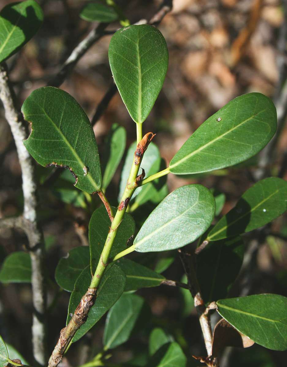Sivun Ficus natalensis subsp. graniticola J. E. Burrows kuva