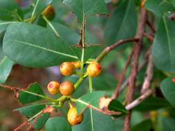 Sivun Ficus natalensis subsp. graniticola J. E. Burrows kuva
