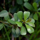 Imagem de Ficus natalensis subsp. graniticola J. E. Burrows