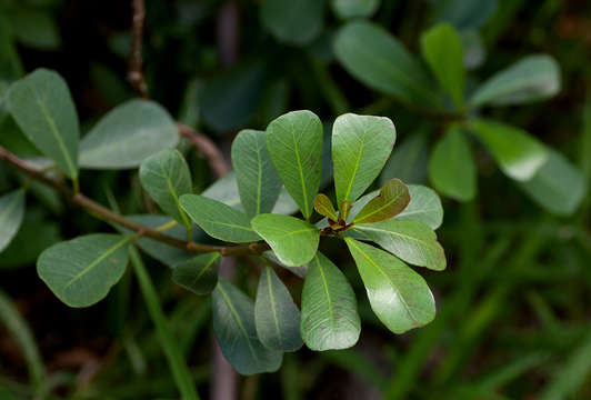 Ficus natalensis subsp. graniticola J. E. Burrows的圖片