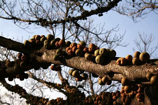 Image of Knobbly fig