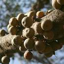 Image of Large-fruited fig