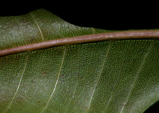 Image of Ficus scassellatii Pamp.