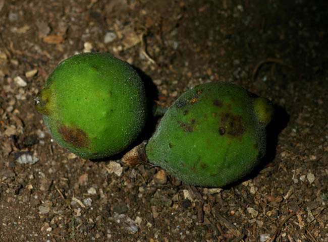 Image of Ficus scassellatii Pamp.