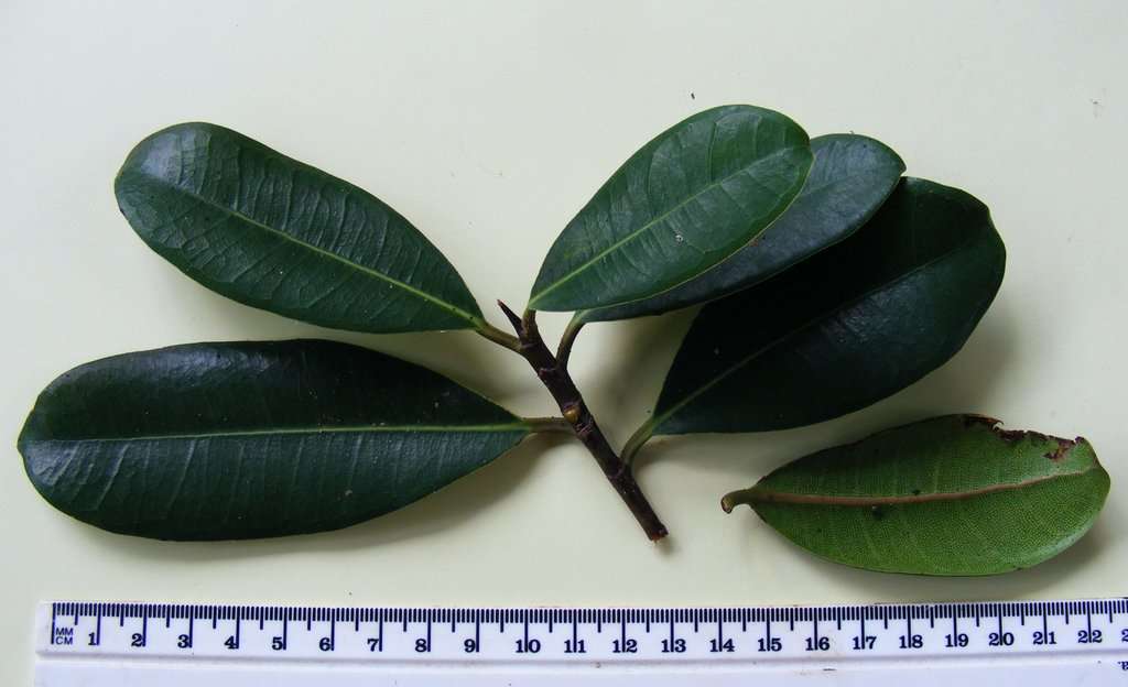 Image of Ficus scassellatii Pamp.