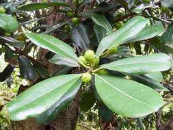 Image of Ficus scassellatii Pamp.