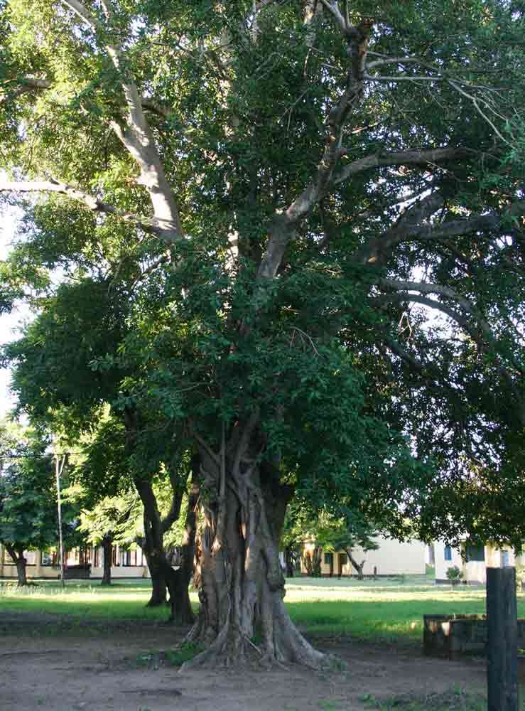 Image of Lowveld fig