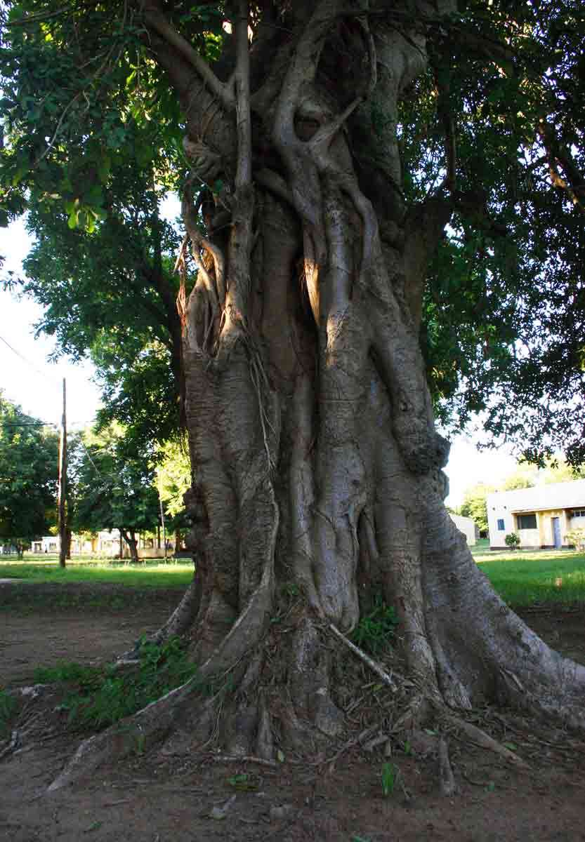 Image of Lowveld fig